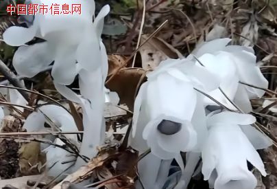 震惊:贵州竟然发现传说中罕见的幽灵之花