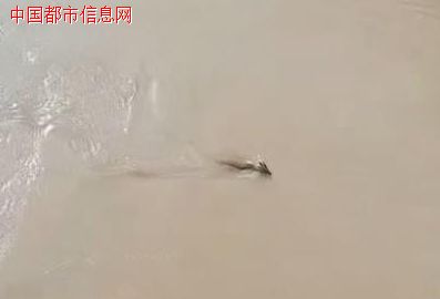 虎跳峡景区出现“不明生物”?“是龙吗?”